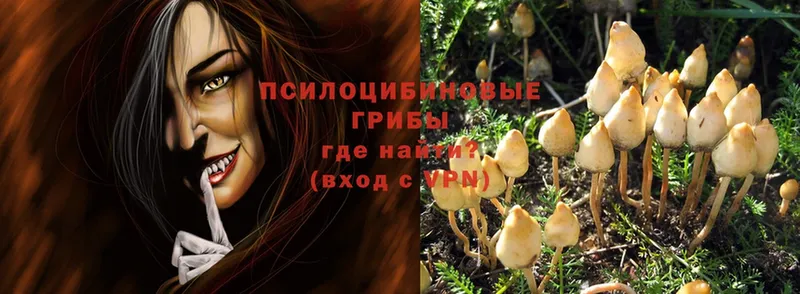 ссылка на мегу как зайти  Крымск  Галлюциногенные грибы Psilocybine cubensis 